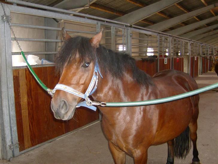 DSP Mattis - 4# Mattis <33 billede 4