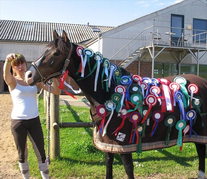 New Forest Margo  - vinderpony! næsten alle mine rosetter jeg har vundet på hende (: billede 12