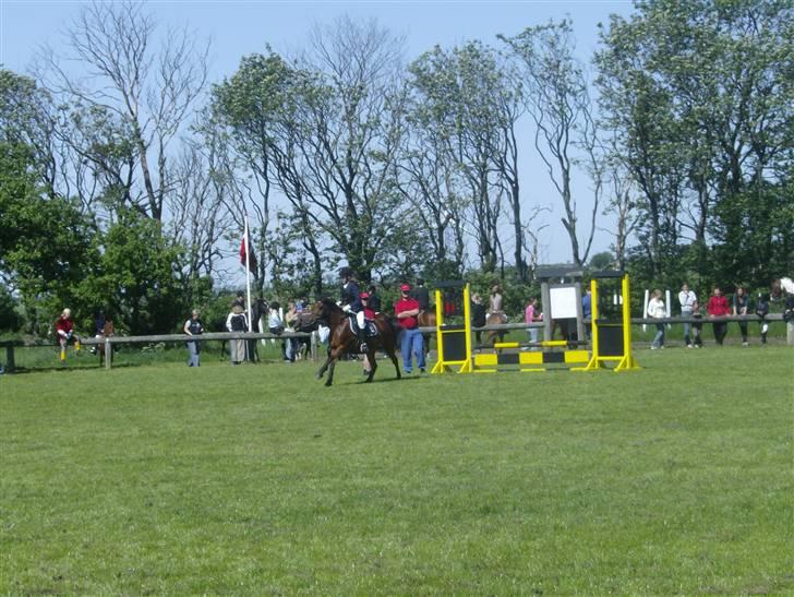 DSP Mattis - 6# Skifte gallop (schanger) Staves? billede 6