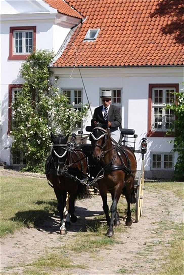 Anden særlig race Aquador billede 1