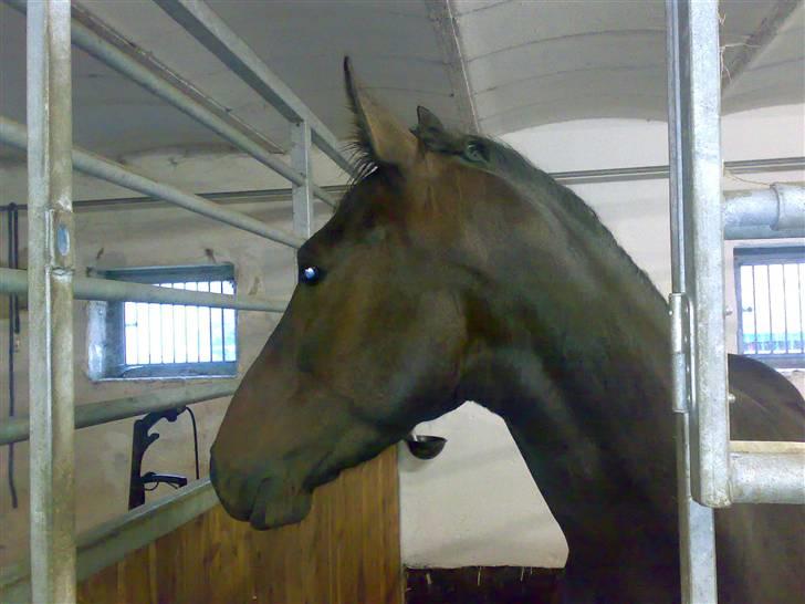Anden særlig race Aquador billede 4