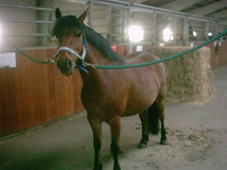 DSP Mattis - 7# Miijn skatt <33 billede 7