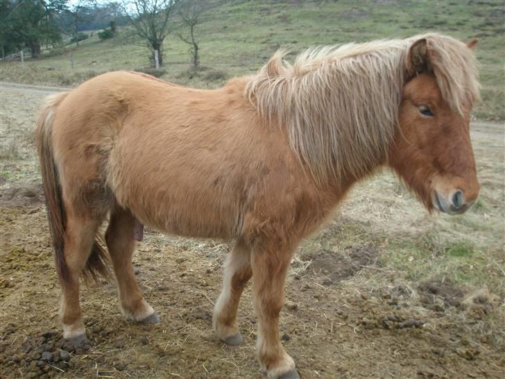 Islænder Asi fra Troldskov ( Solgt ) - Asi 1 år og 7 mdr ( januar 2009 ) billede 9