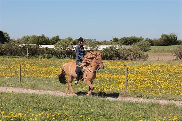 Islænder Asi fra Troldskov ( Solgt ) - Asi 4 år og 7. gang jeg sidder på ham billede 10