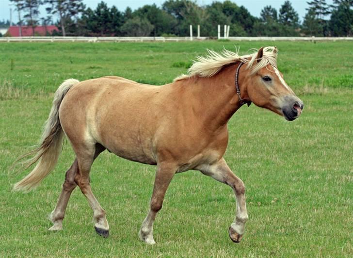 Tyroler Haflinger Aico R.I.P billede 5