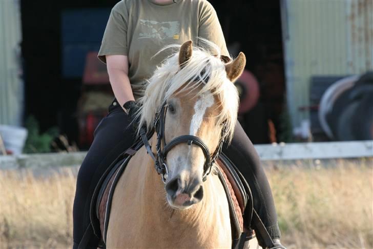 Tyroler Haflinger Aico R.I.P billede 6