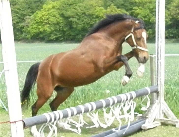 New Forest Lady / Mulle<33 - løsspring.,xD billede 12