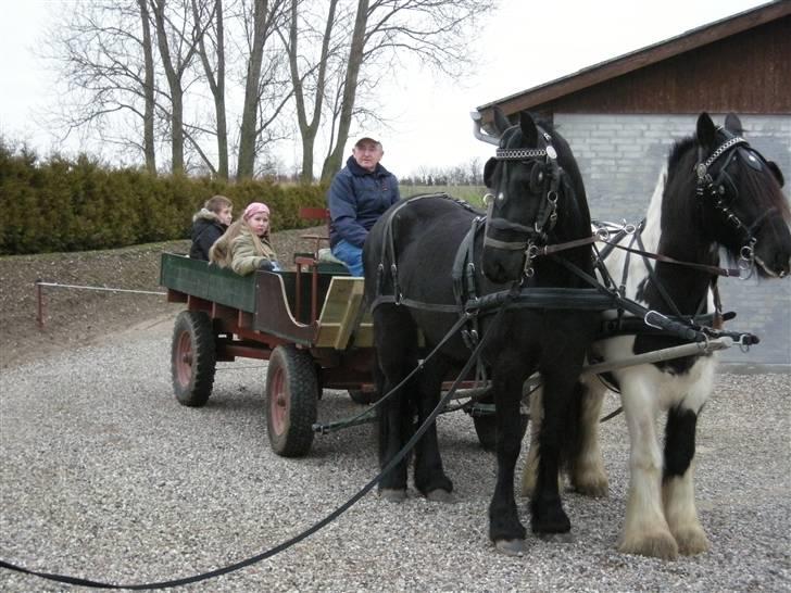Frieser Maaike Margreet - Maaike og Tjalfe ude på tur billede 6