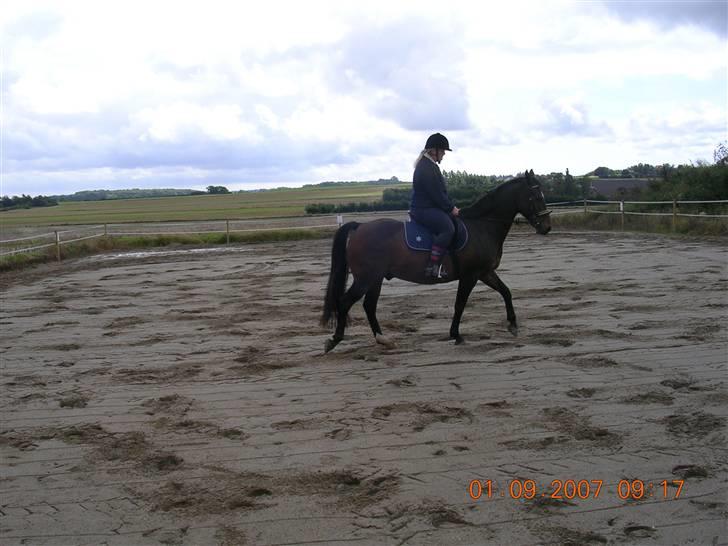 Anden særlig race Picasso "solgt" billede 20