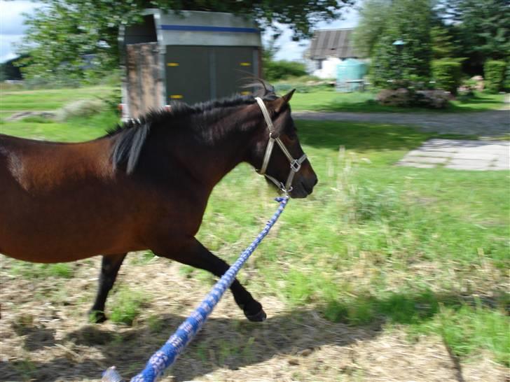 Islænder bylting - prøv lige ogv se det forben :O) billede 16