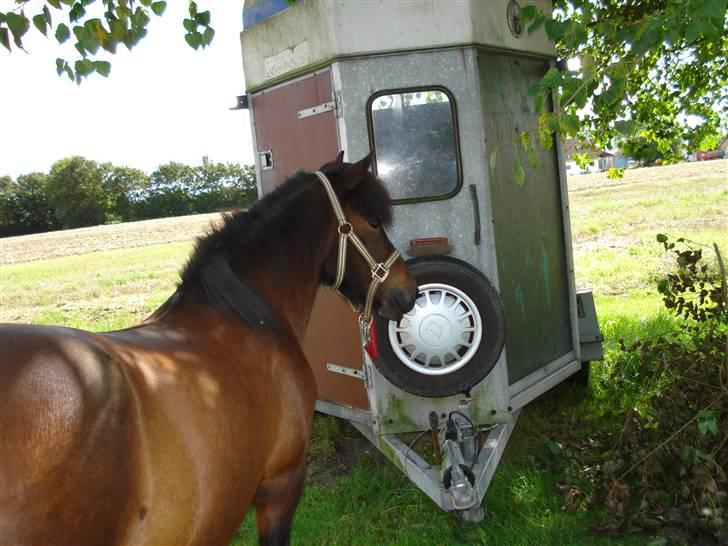 Islænder bylting - min puttemor  billede 17