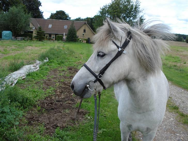 Islænder embla f. Lundegaard - ude og gå tur meget spændende ovre ved naboen ;P billede 9