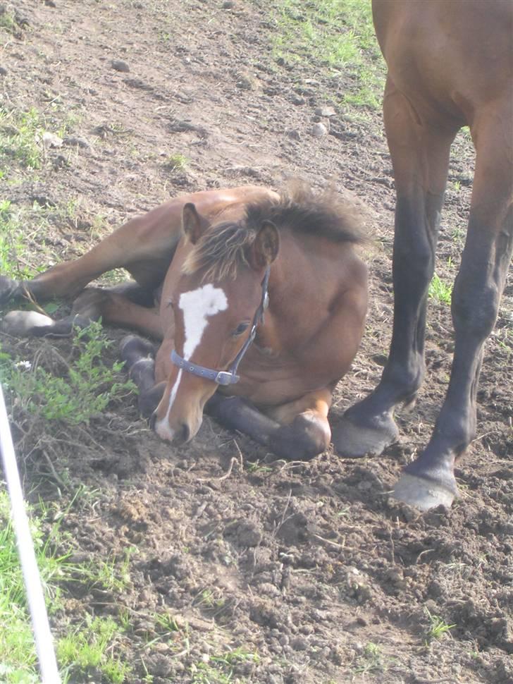Dansk Varmblod Highlight Imhoff billede 11