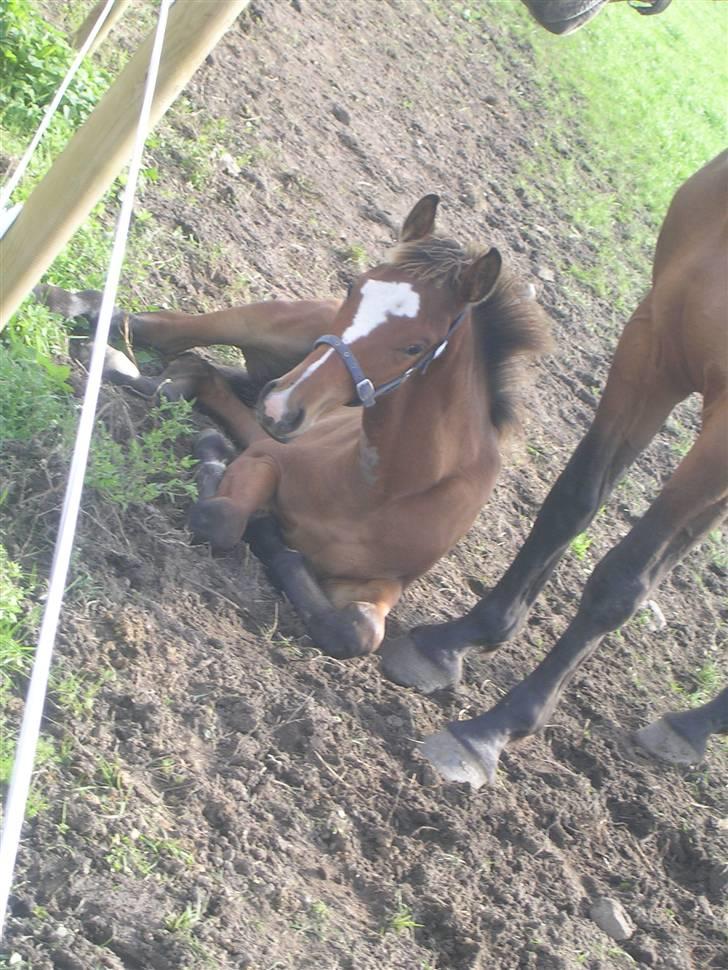Dansk Varmblod Highlight Imhoff - bølle bod som føl :D billede 12