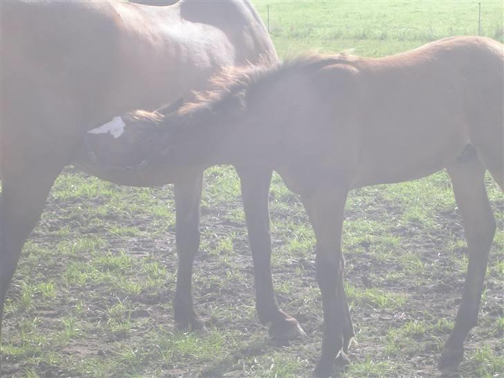 Dansk Varmblod Highlight Imhoff billede 14