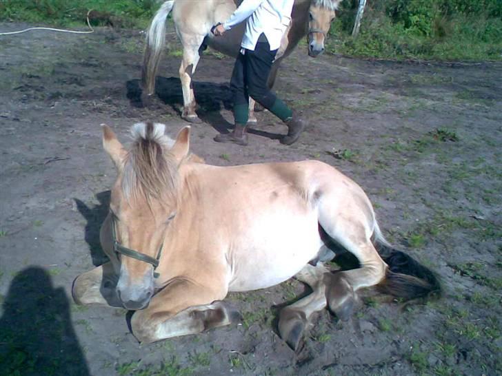 Fjordhest Emil billede 15