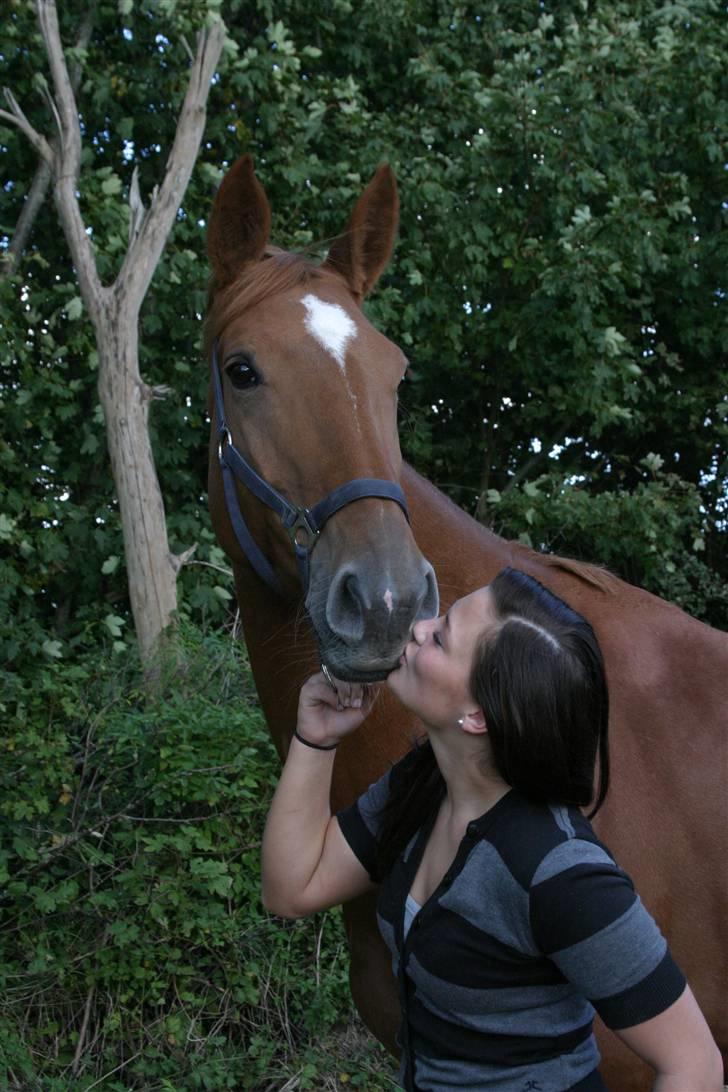 Dansk Varmblod Comtesse <3 billede 1