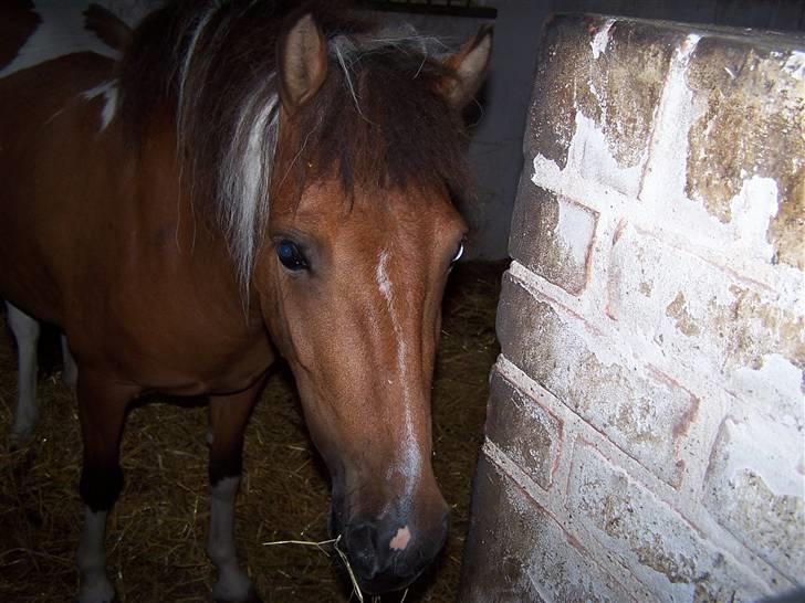 Anden særlig race Ronja *solgt* billede 8