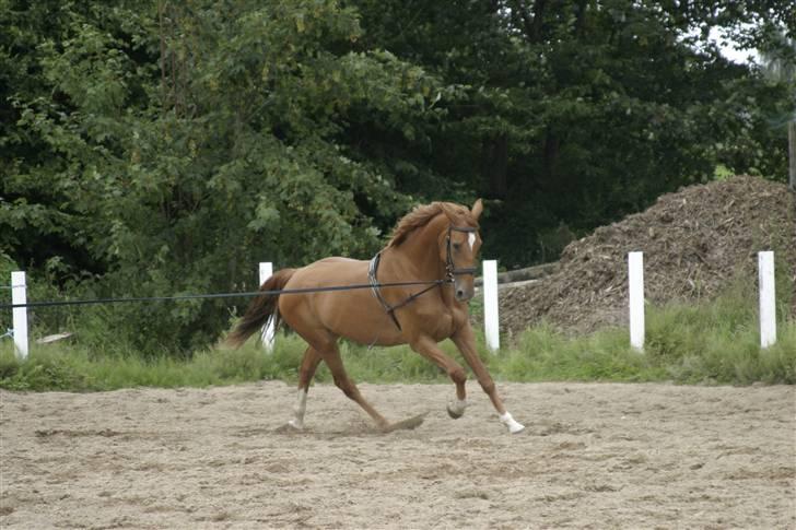 Dansk Varmblod Comtesse <3 billede 2