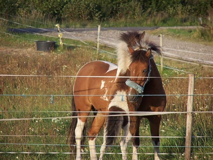 Anden særlig race Ronja *solgt* billede 10