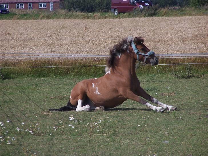 Anden særlig race Ronja *solgt* billede 11