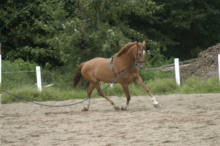 Dansk Varmblod Comtesse <3 billede 3