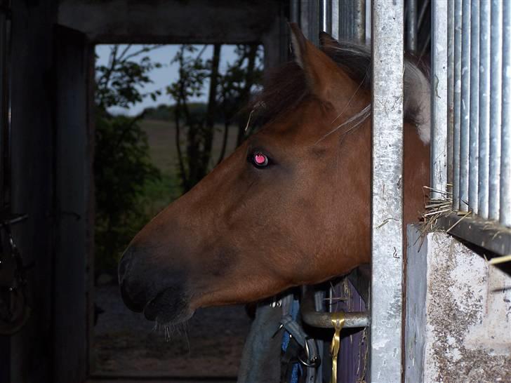 Anden særlig race Ronja *solgt* billede 14