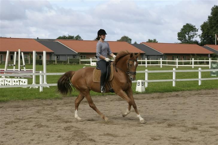 Dansk Varmblod Comtesse <3 billede 4