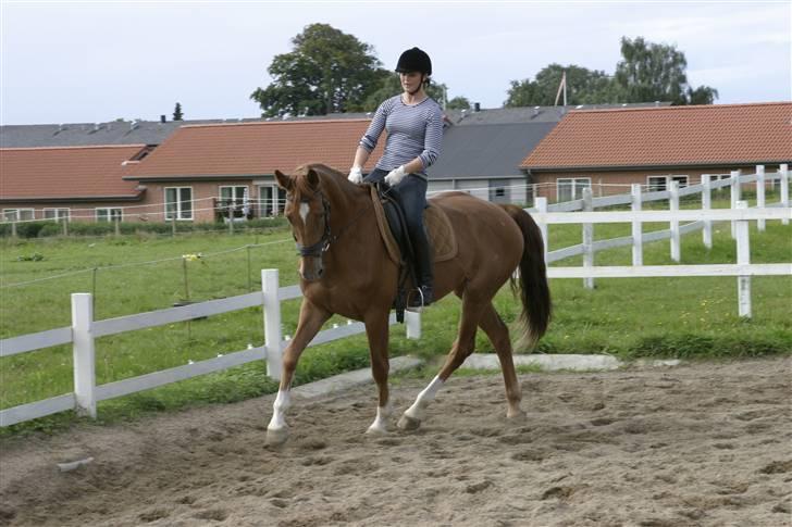 Dansk Varmblod Comtesse <3 billede 5