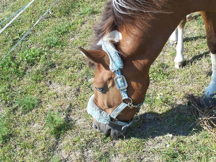 Anden særlig race Ronja *solgt* billede 17