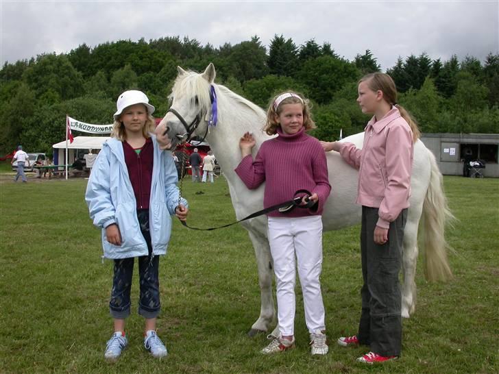 Welsh Pony (sec B) Møllegårdens Gisette - Kåring som 23 årig :) Fik 23 point, kunne have opnået mere men " kåren " lavede fejl :P :) billede 14