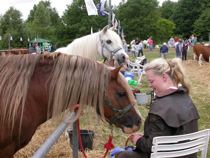 Welsh Pony (sec B) Møllegårdens Gisette - Til kåring . Menai William & Møllegårds Gisette billede 15