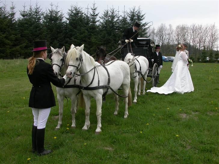Welsh Pony (sec B) Møllegårdens Gisette billede 17