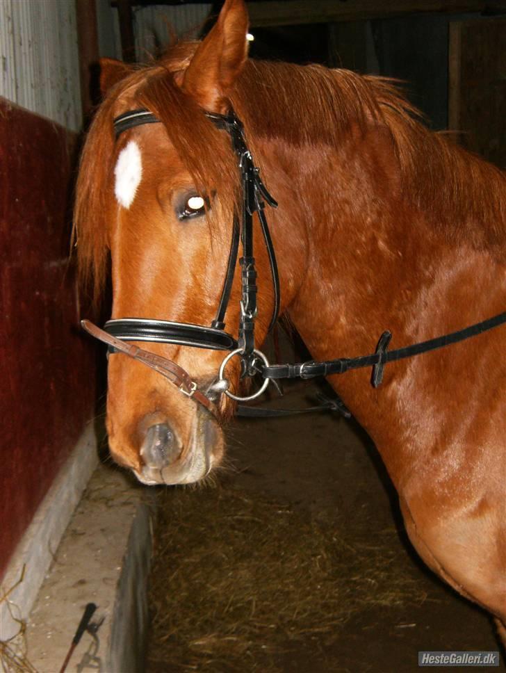 Fuldblod (XX) Fly .  Gl. lånehest. - Smukkeste smukke fly:) Nede i ridehustet, Flot næserem :D Billedet er taget af Lonni og hendes HELT NYE kamara ;) hehe. billede 1