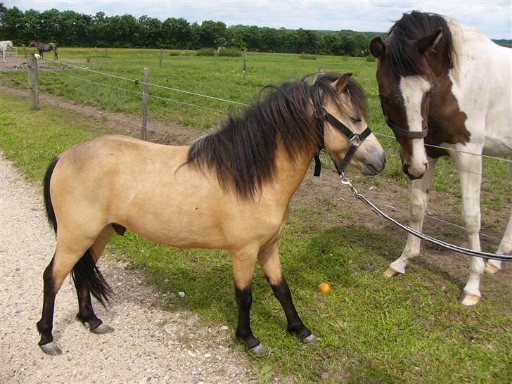 Anden særlig race Gallon - Lækker hoppe<3 billede 2