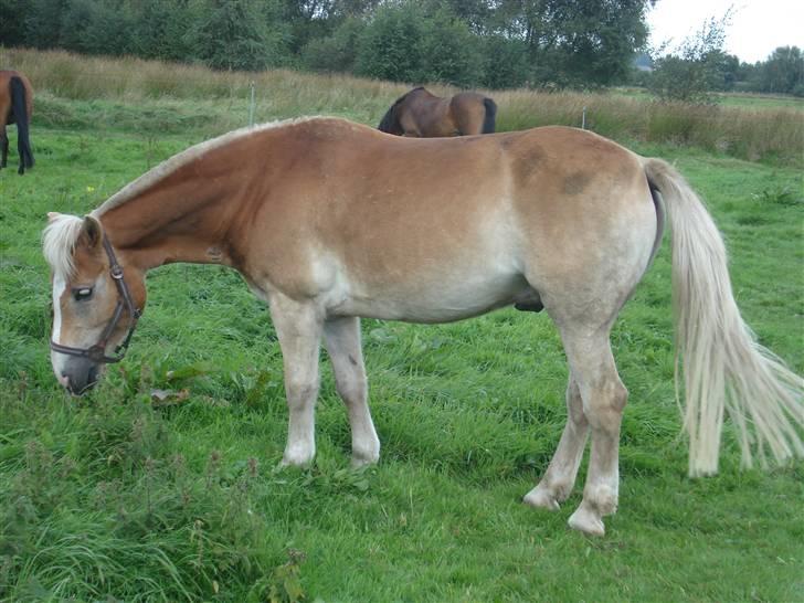 Haflinger Balder Gl. Halvpart billede 11