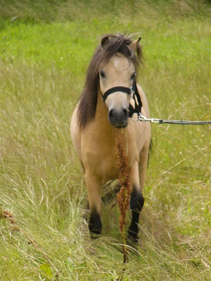 Anden særlig race Gallon billede 9