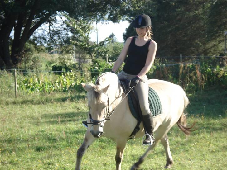 Fjordhest Musse *tidligere part* - Undervisning den 30. august billede 3