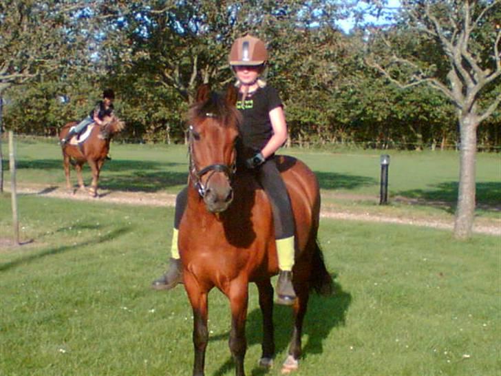 Anden særlig race Kurt ( Urt ) - Lidt hygge ridning... billede 11