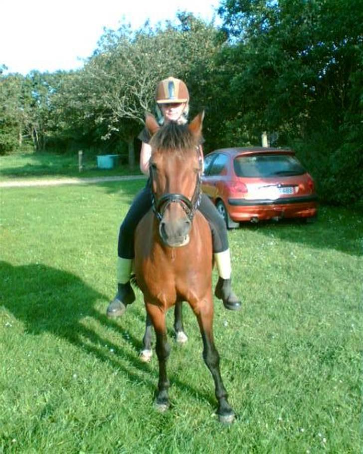 Anden særlig race Kurt ( Urt ) - En skøn sommer dag i solen... billede 12