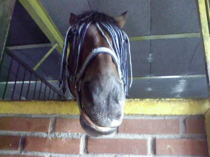 Anden særlig race Kurt ( Urt ) - Kurt sutter når han får noget der smager godt... billede 13