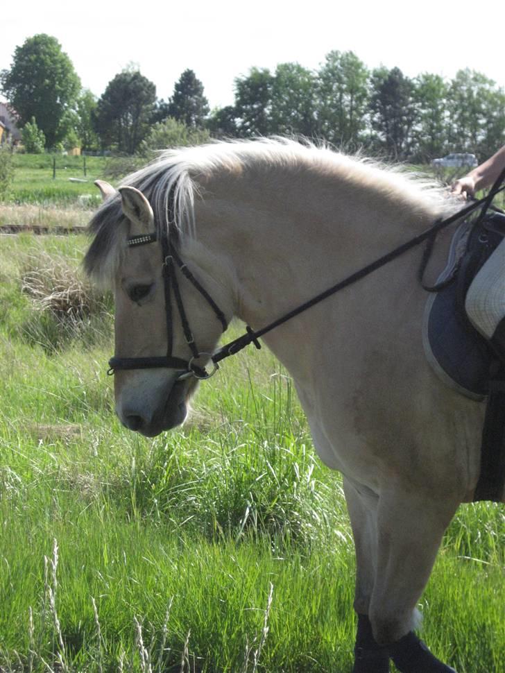 Fjordhest Silvia.. R.I.P - Se bare hvad hun kan :b billede 20