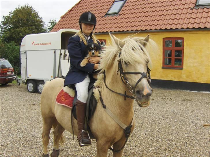 Palomino Max Motor  - Sabrina, Max og Afrodite billede 12