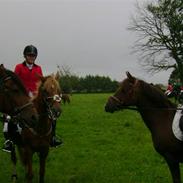 New Forest Egeballes Gambler