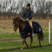 New Forest Egeballes Gambler