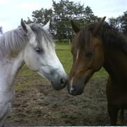 New Forest Egeballes Gambler