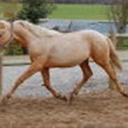 Palomino Kvistgaards Calando Blue 