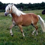 Haflinger skelgårdens atila