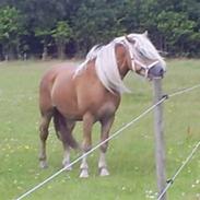 Haflinger skelgårdens atila