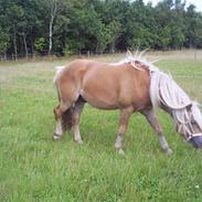 Haflinger skelgårdens atila